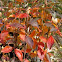 Red Chokeberry