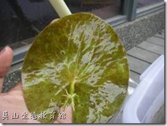 印度莕菜的葉片特別大 印度莕菜的葉片特別大