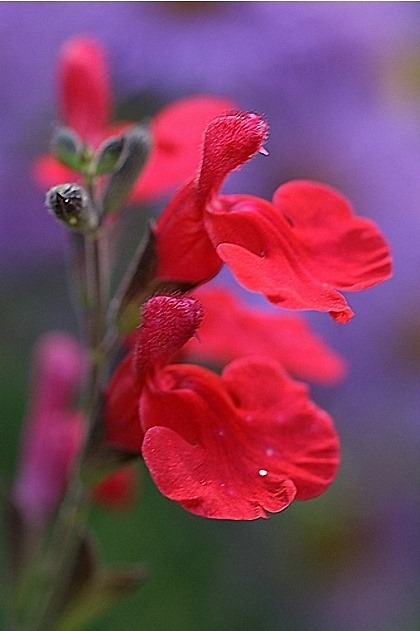 [Salvia_roemeriana%255B3%255D.jpg]