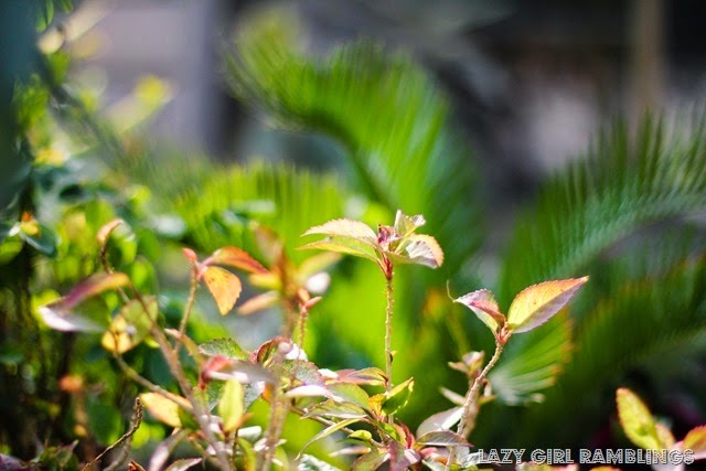 [20131220-IMG_4806_thumb2.jpg]