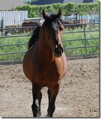 horses2011-24