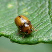 Gonioctena-olivacea-Leaf-beetle-20060827.JPG