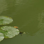 IMG_1365.jpg
