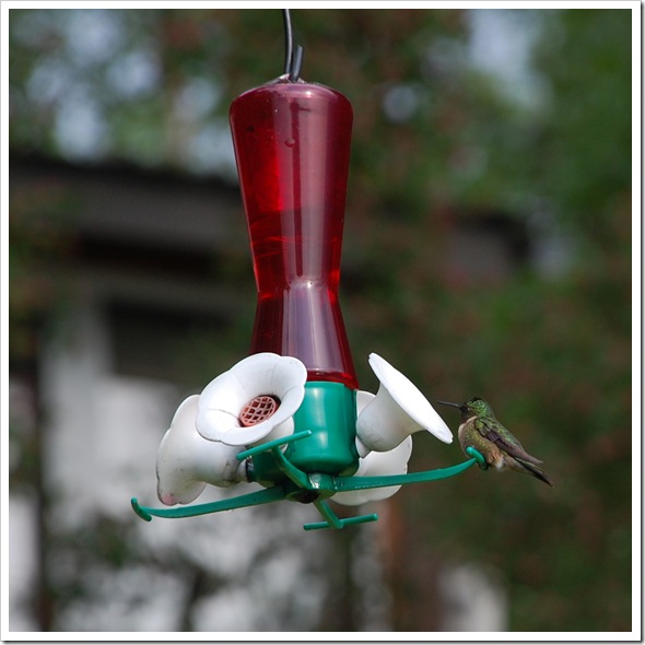 Hummingbird 8
