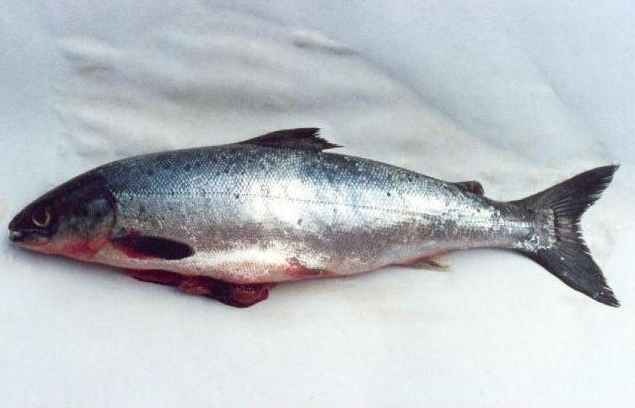 [ikan%2520salmon%2520bagus%2520untuk%2520otak%2520si%2520kecil%255B3%255D.jpg]