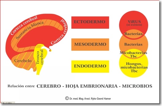 [NMG_cerebro-microbios3.jpg]