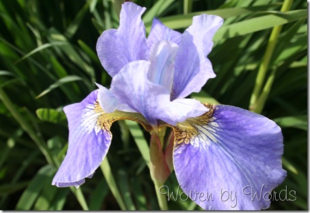 Iris