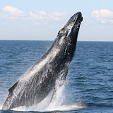Humpback whale