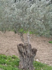 root of jesse