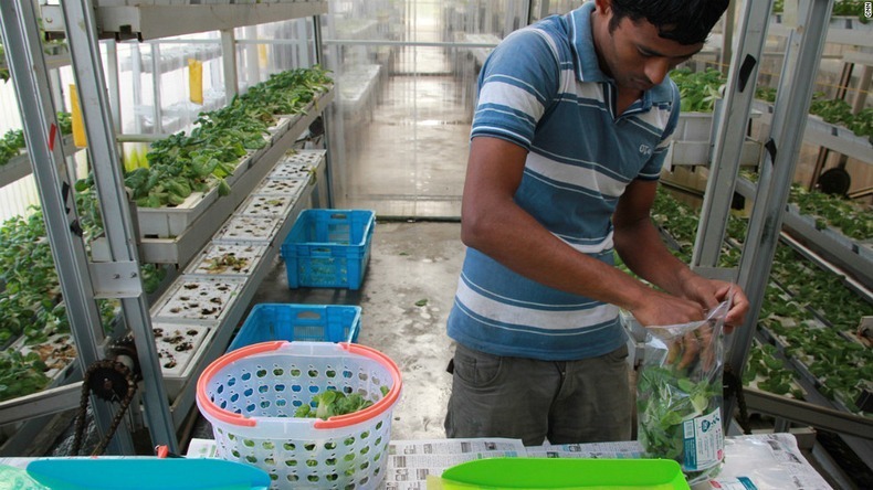 skygreens-vertical-farm-7 skygreens-vertical-farm-7