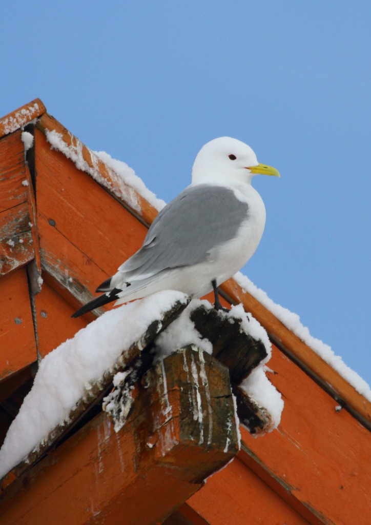 [kittiwake3%255B3%255D.jpg]