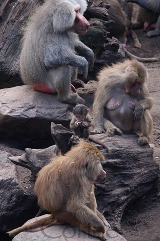 familie familie