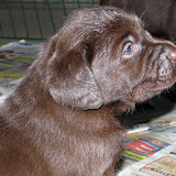 bruna labrador valpar 005.JPG