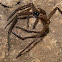 Huntsman spider