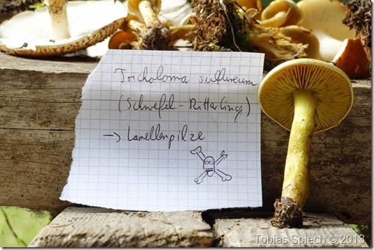 Schwefelritterling Tricholoma sulfureum