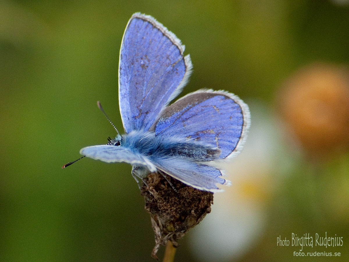 [butterfly_20110729_blue4%255B4%255D.jpg]