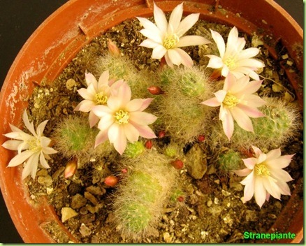 Rebutia albiflora Sin Aylostera albiflora fiori Rebutia albiflora Sin Aylostera albiflora fiori