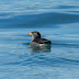 Rhynoceros.auklet.dscn3916