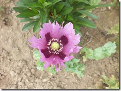 DSCF0537 DSCF0537