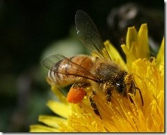 BeewithPollen