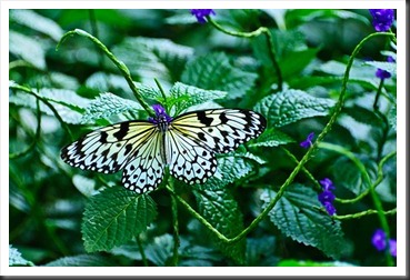 2011Aug3_Butterfly_House-23