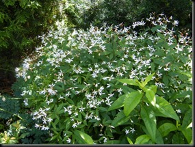 Gillenia tritoliata[4]