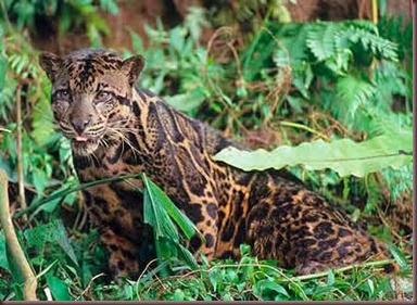 Amazing Animal Pictures Clouded Leopard (6)