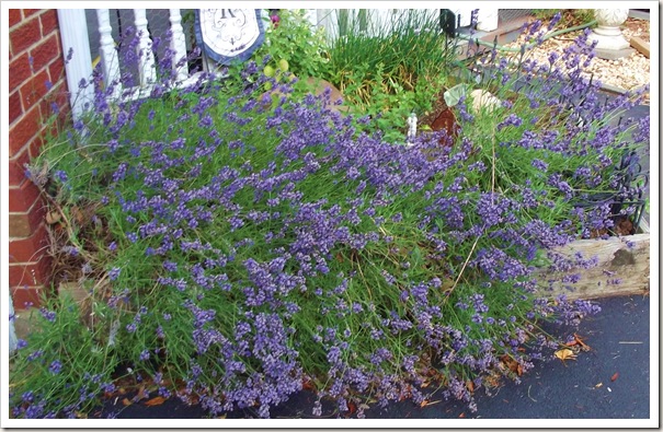 lavender 6.12 011 lavender 6.12 011