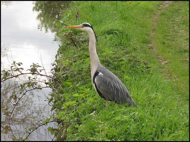 [0618heron1%255B3%255D.jpg]