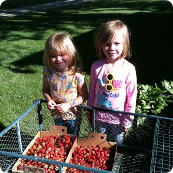 berry picking