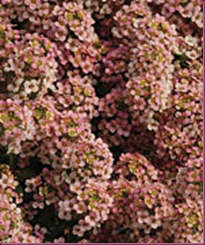 peach colored alyssum