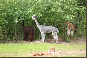 The girls feast on birch while the crias relaxes