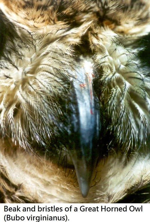 [articles-OwlPhysiology-Feathers-62.jpg]