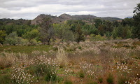 Flinders Flowers Photo