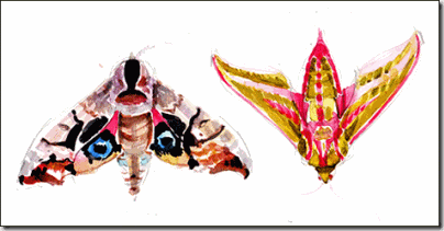 moths2