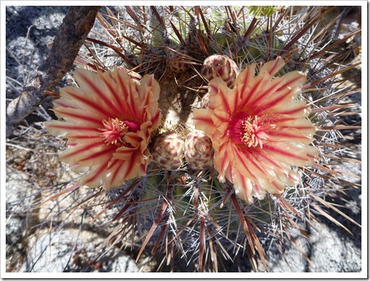 Los Frailes cactus in bloom