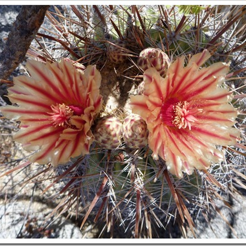 Images from the Sea of Cortez