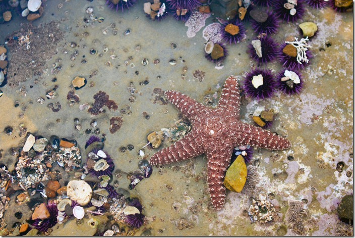 tidepools-9 tidepools-9