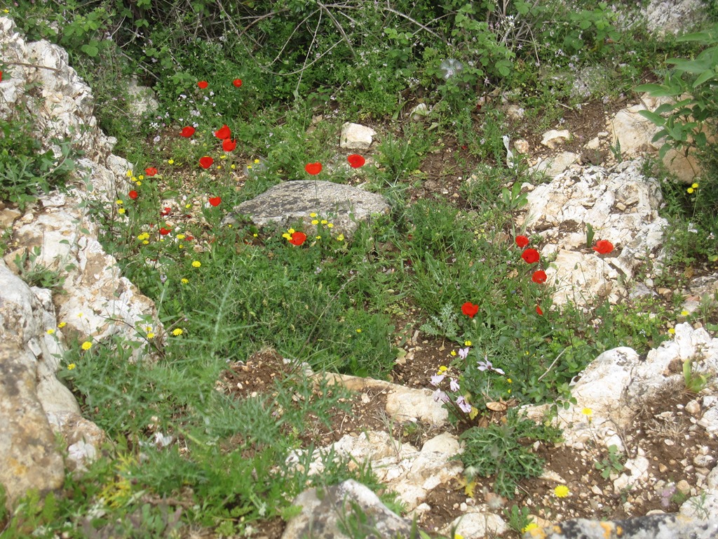 [IMG_4329%255B3%255D.jpg]