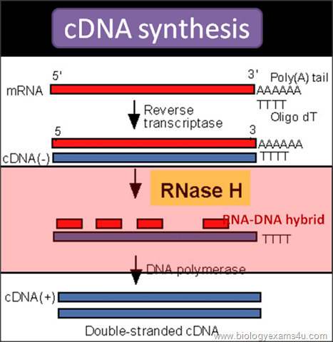 Ribonuclease H or Rnase H mechanism