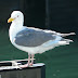 Glaucous-winged.gull.dscn3945