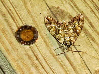 A moth that had a wing span of about 10 feet - ask the ladies! 1406243 Jun 27 Moth At Cabin