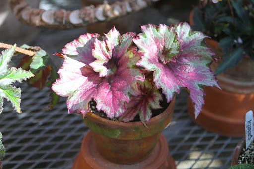 They make stunning houseplants all year long because of the amazing colors, shapes, sizes, and textures of their foliage. Just look at the vibrant colors on this one. They make stunning houseplants all year long because of the amazing colors, shapes, sizes, and textures of their foliage. Just look at the vibrant colors on this one.