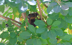 If you had, you would have seen a mother bird feeding her hatchlings.  Isn't it a wonderful sight?