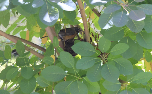 If you had, you would have seen a mother bird feeding her hatchlings.  Isn't it a wonderful sight?