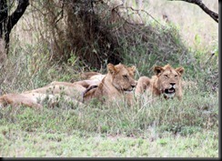 October 19, 2012 lion family