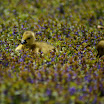 two goslings in blue flowers.jpg
