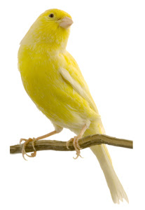 american-singer-canary