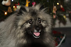 Marjory and John H. say their keeshound, Edd E BowWower, loves sitting by the tree!