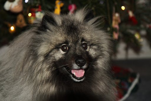 Marjory and John H. say their keeshound, Edd E BowWower, loves sitting by the tree!